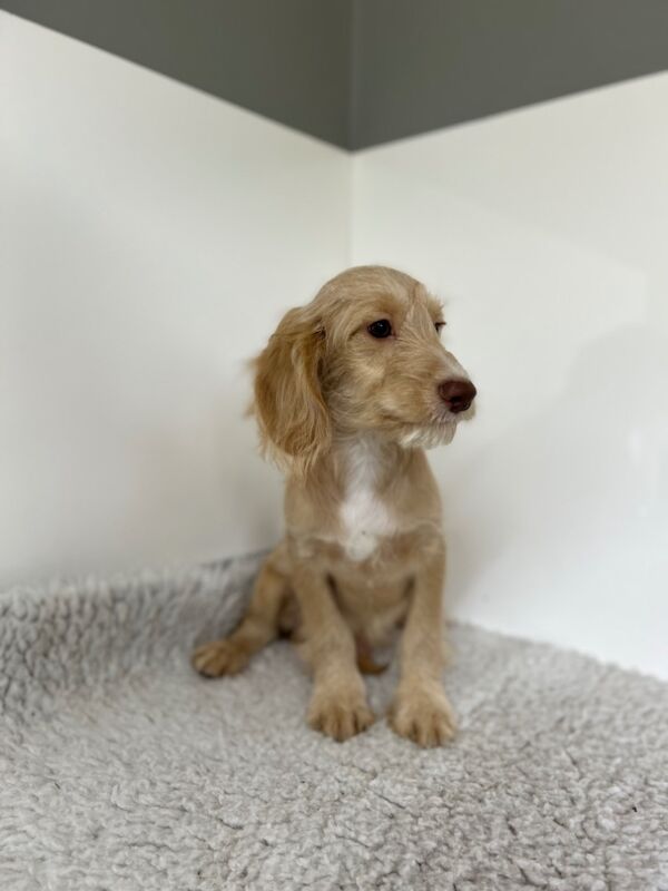 Cockapoo puppies for sale in Wisbech, Cambridgeshire – 3 months old - Image 5 of 7