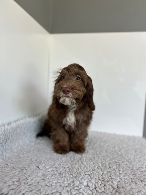Cockapoo puppies for sale in Wisbech, Cambridgeshire – 3 months old - Image 6 of 7