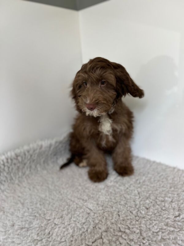 Cockapoo puppies for sale in Wisbech, Cambridgeshire – 3 months old - Image 7 of 7