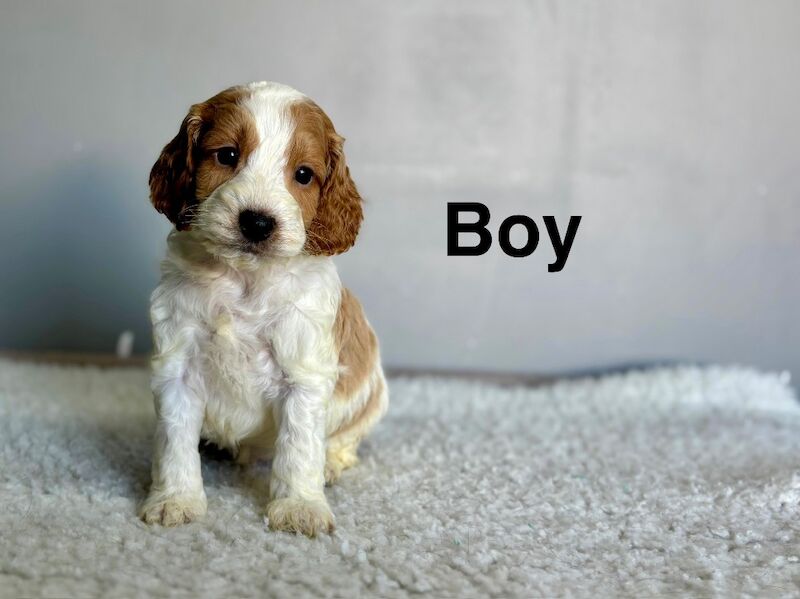 Cockapoo puppies for sale in Wisbech, Cambridgeshire – 5 weeks old