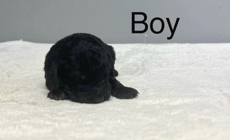 Cockapoo puppies for sale in Wisbech, Cambridgeshire – 5 weeks old - Image 2 of 5
