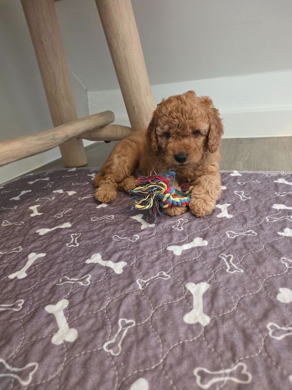 Apricot Cockapoo Puppies For Sale