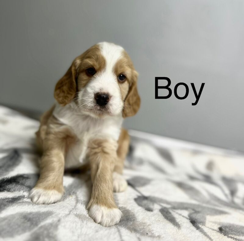 Cockapoo puppies for sale in Wisbech, Cambridgeshire – 5 weeks old