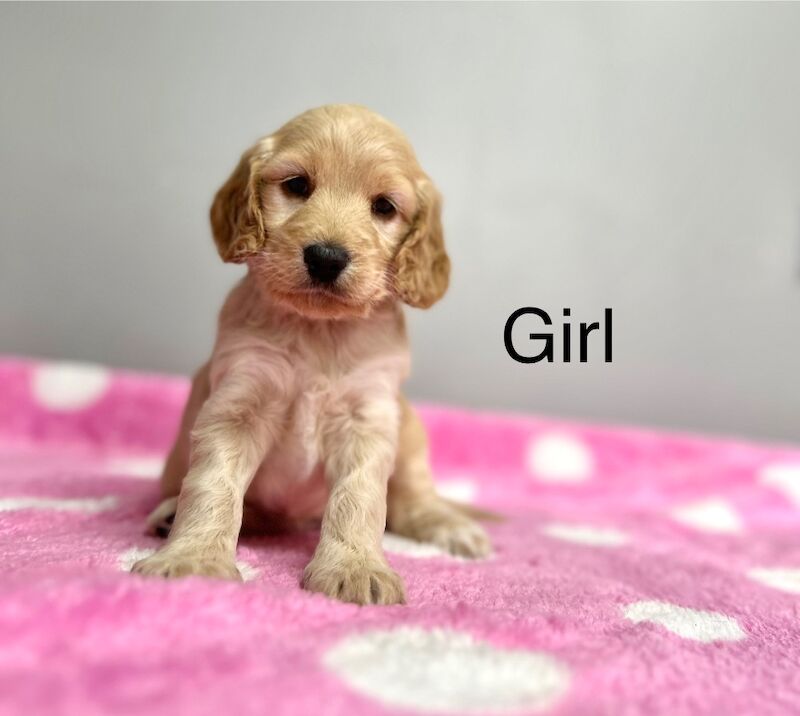 Cockapoo puppies for sale in Wisbech, Cambridgeshire – 5 weeks old - Image 2 of 7