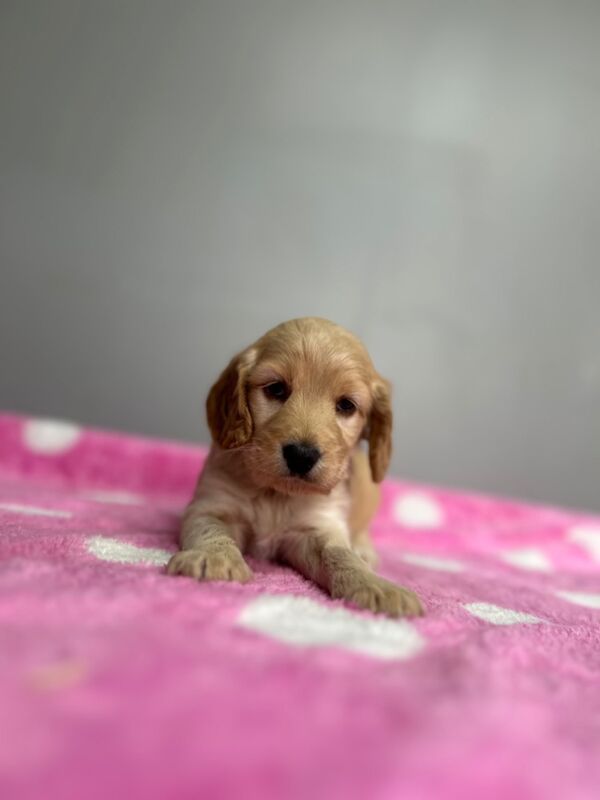 Cockapoo puppies for sale in Wisbech, Cambridgeshire – 5 weeks old - Image 3 of 7