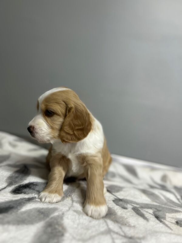 Cockapoo puppies for sale in Wisbech, Cambridgeshire – 5 weeks old - Image 4 of 7