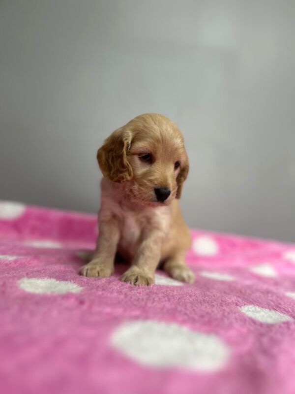 Cockapoo puppies for sale in Wisbech, Cambridgeshire – 5 weeks old - Image 5 of 7