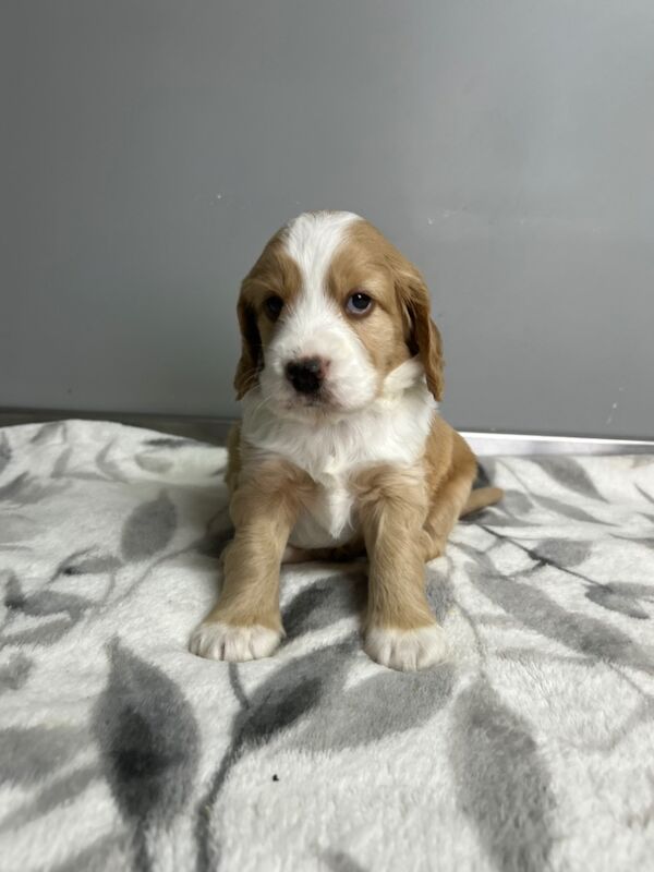 Cockapoo puppies for sale in Wisbech, Cambridgeshire – 5 weeks old - Image 6 of 7