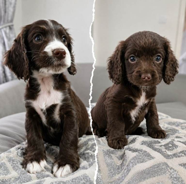 2 Beautiful Cockapoo