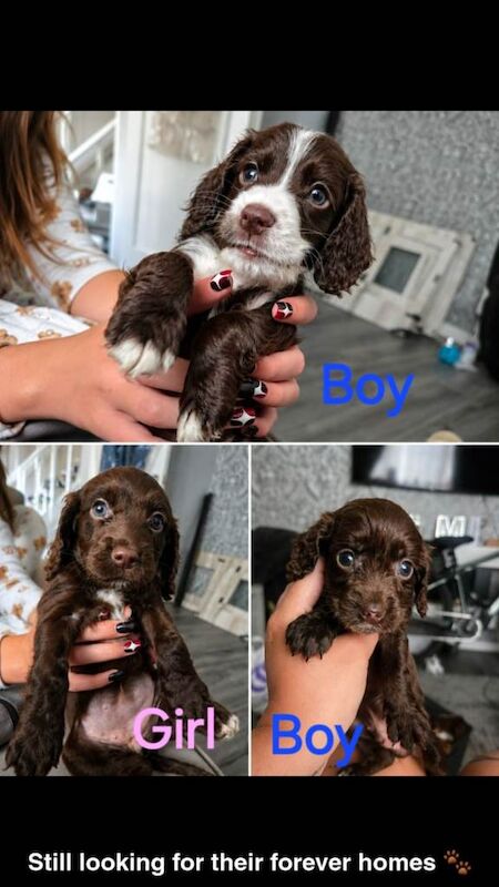 2 Beautiful Cockapoo - Image 2 of 2