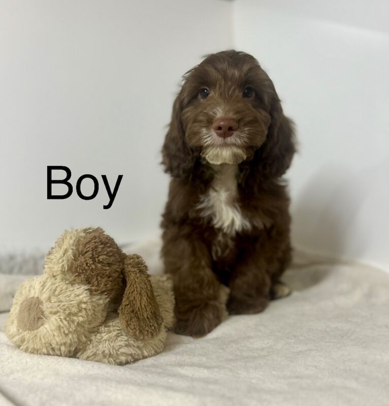 Cockapoo puppies for sale in Wisbech, Cambridgeshire – 3 months old - Image 2 of 6