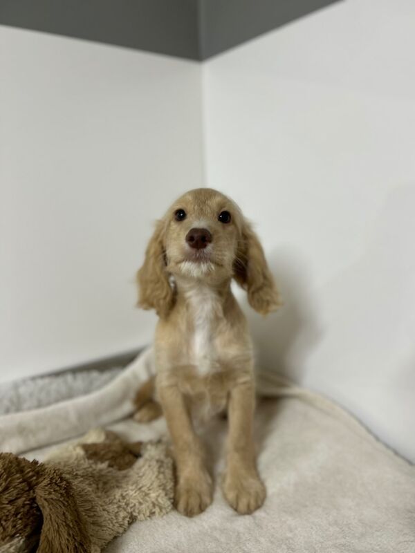 Cockapoo puppies for sale in Wisbech, Cambridgeshire – 3 months old - Image 4 of 6