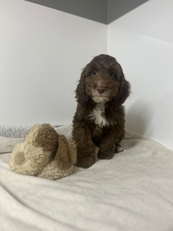 Cockapoo puppies for sale in Wisbech, Cambridgeshire – 3 months old - Image 5 of 6