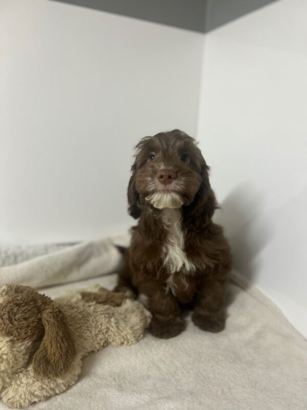 Cockapoo puppies for sale in Wisbech, Cambridgeshire – 3 months old - Image 6 of 6