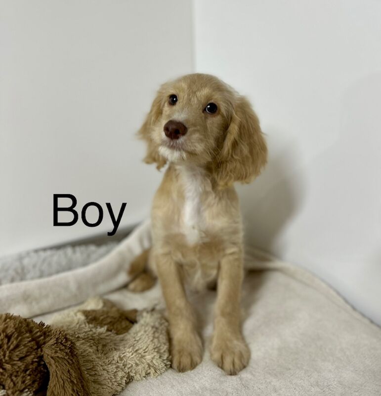 Cockapoo puppies for sale in Wisbech, Cambridgeshire – 11 weeks old