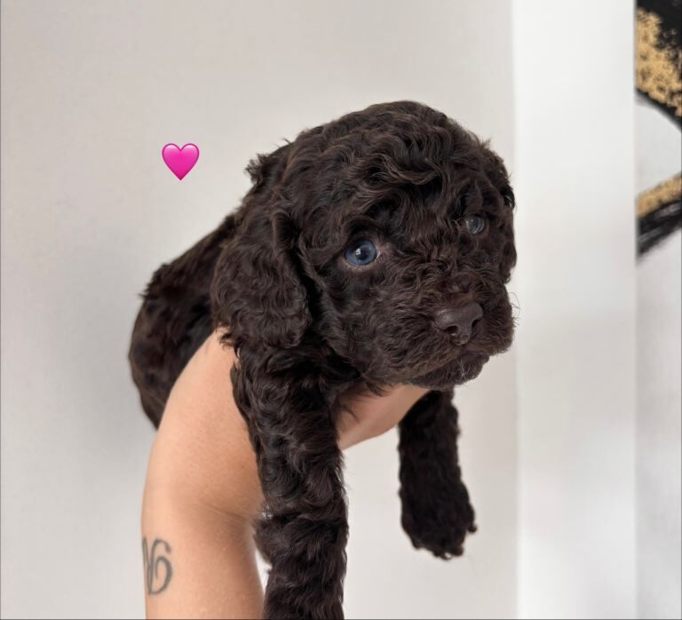 2 beautiful female cockapoo pups READY NOW