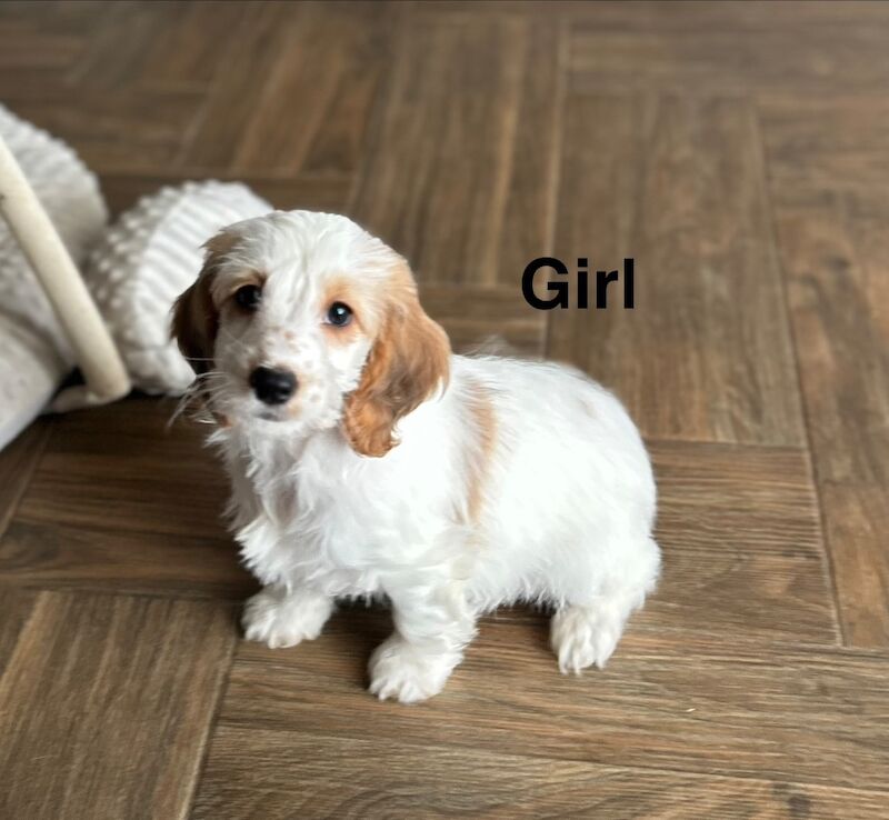 2 beautiful lemon white cockapoo girls available 