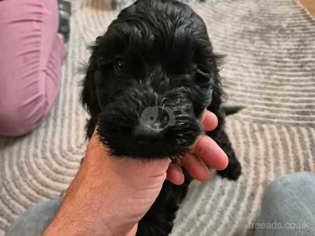 Cockapoo puppies for sale in Coventry, West Midlands – 1 year old - Image 2 of 5