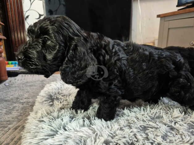 Cockapoo puppies for sale in Coventry, West Midlands – 1 year old - Image 3 of 5