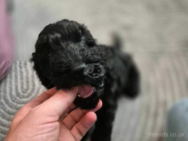 Cockapoo puppies for sale in Coventry, West Midlands – 1 year old - Image 4 of 5
