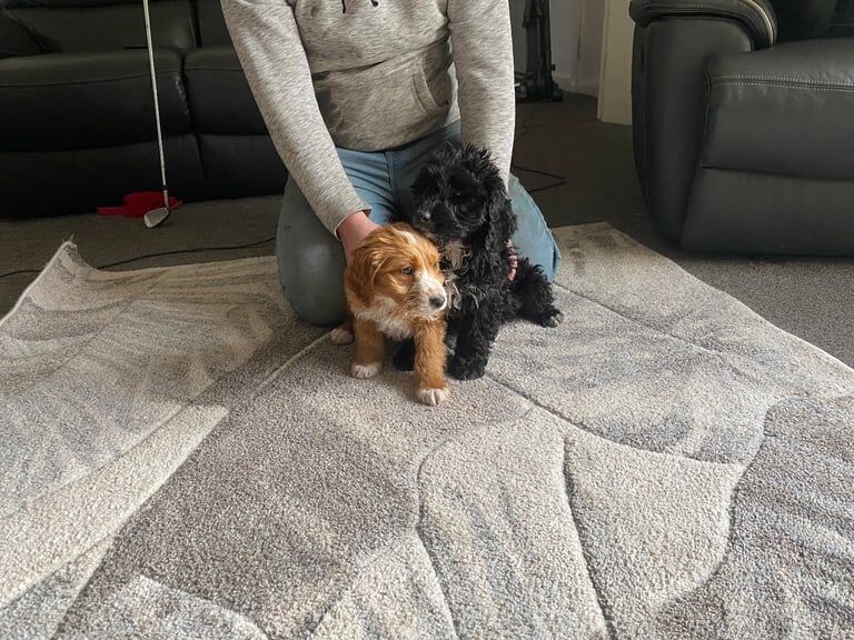 2 boy Cockapoo puppies for sale in Wigan, Greater Manchester