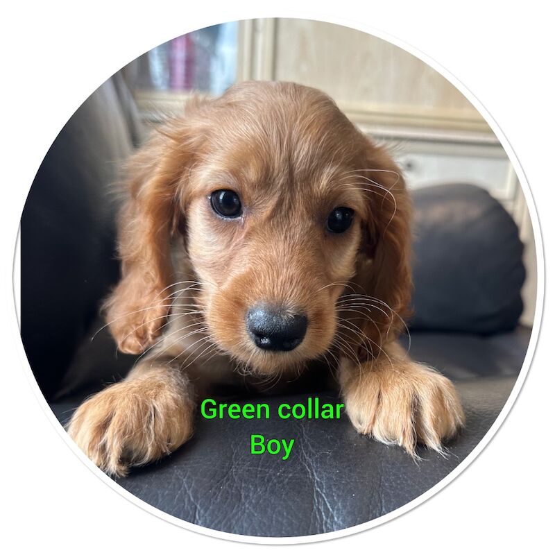 2 cockapoo available