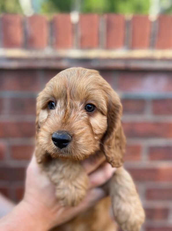 Cockapoo puppies for sale in Shrewsbury, Shropshire – 8 weeks old - Image 3 of 6