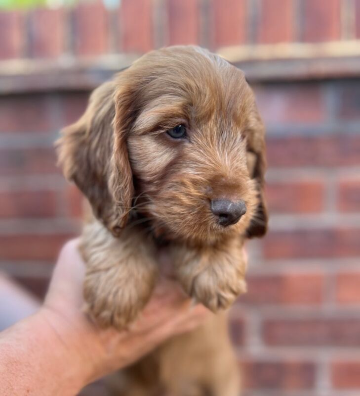 Cockapoo puppies for sale in Shrewsbury, Shropshire – 8 weeks old - Image 4 of 6