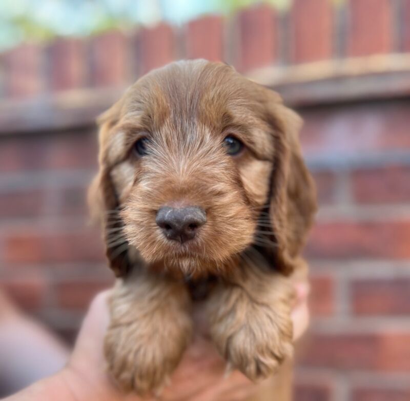 Cockapoo puppies for sale in Shrewsbury, Shropshire – 8 weeks old - Image 6 of 6