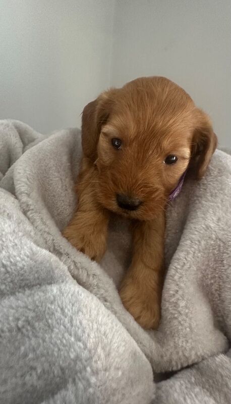 Cockapoo puppies for sale in Ely, Cambridgeshire – KC registered, 4 weeks old
