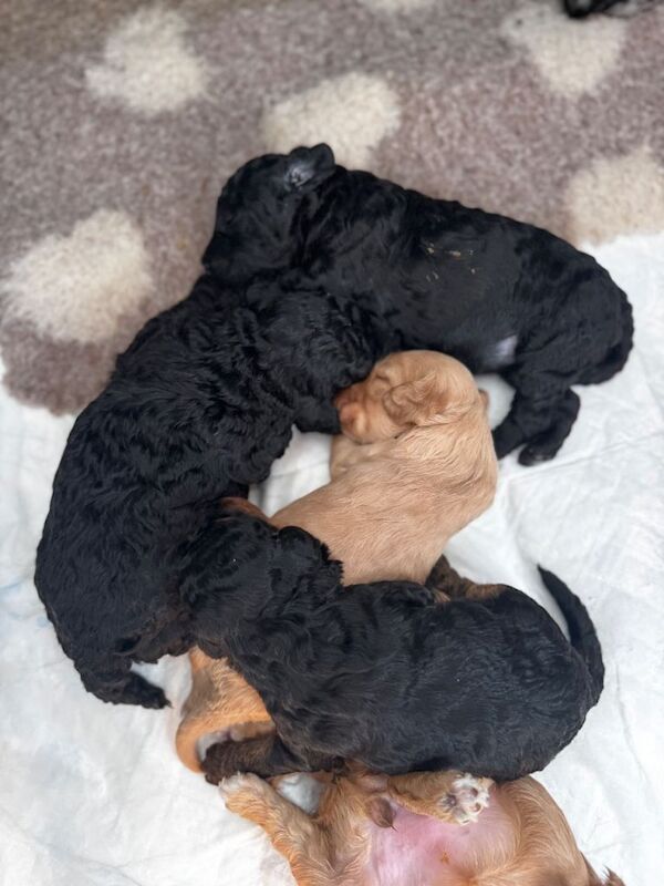 2 cockapoo pups available