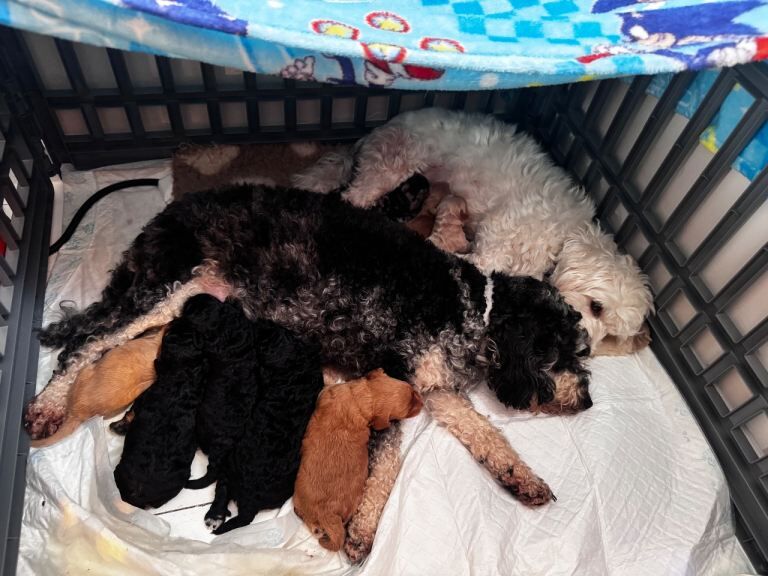 2 cockapoo pups available - Image 2 of 5