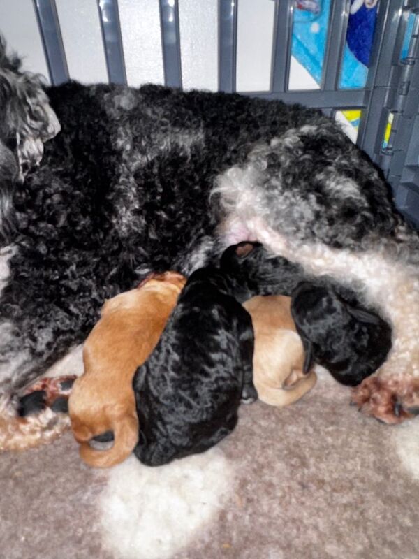 2 cockapoo pups available - Image 5 of 5