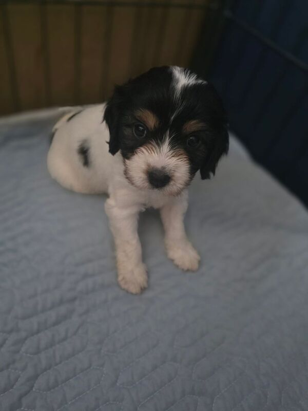 Cockapoo puppies for sale in Bridlington, East Riding of Yorkshire – 6 weeks old