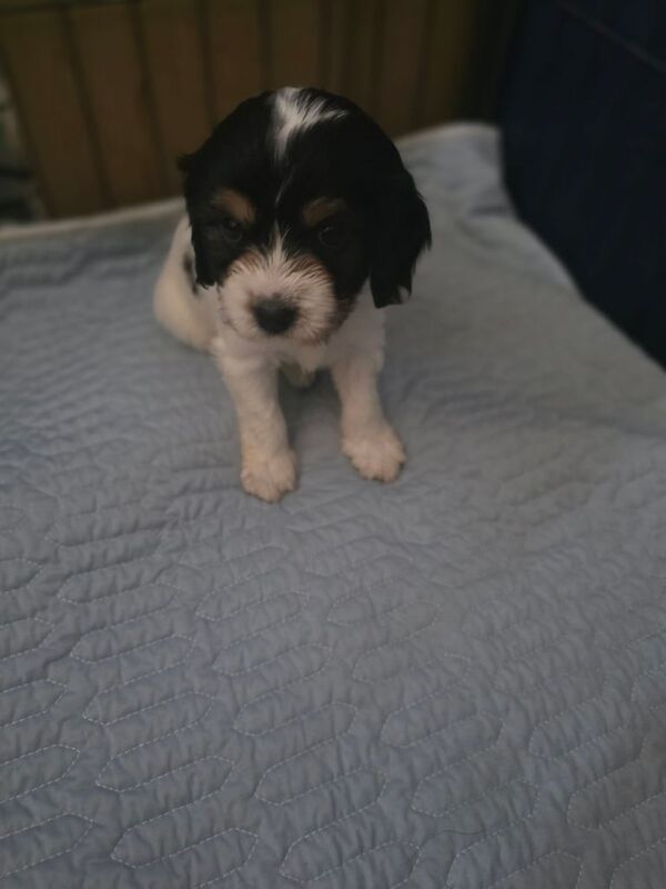 Cockapoo puppies for sale in Bridlington, East Riding of Yorkshire – 6 weeks old - Image 2 of 3