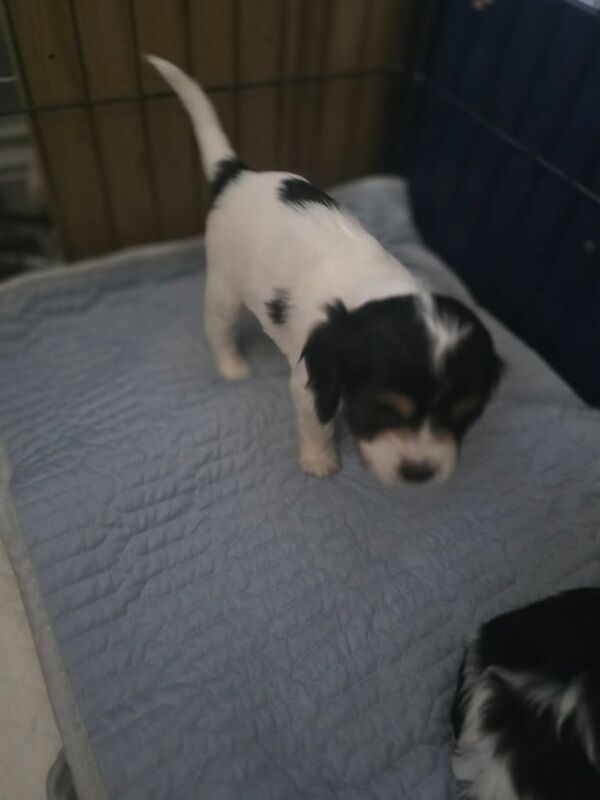 Cockapoo puppies for sale in Bridlington, East Riding of Yorkshire – 6 weeks old - Image 3 of 3
