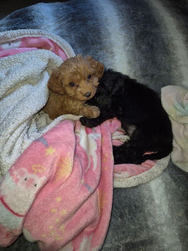 Cockapoo puppies for sale in Wolverhampton, West Midlands – 3 months old - Image 3 of 3