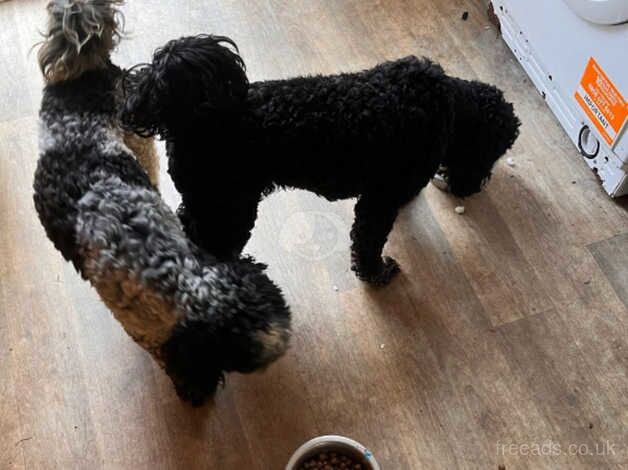 Cockapoo puppies for sale in Bristol – 2 years old - Image 2 of 5