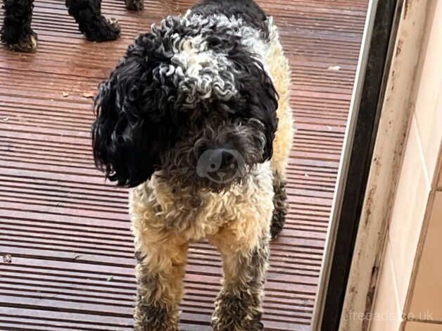 Cockapoo puppies for sale in Bristol – 2 years old - Image 3 of 5