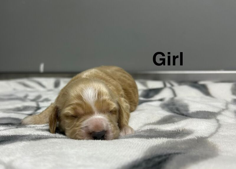 4 cute cockapoo girl now available 