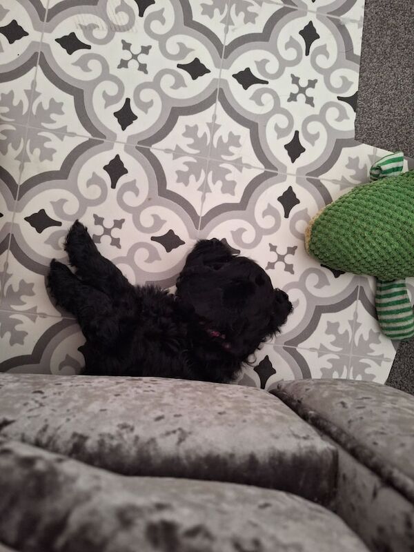 Cockapoo puppies for sale in Weston-super-Mare, Somerset – 7 weeks old