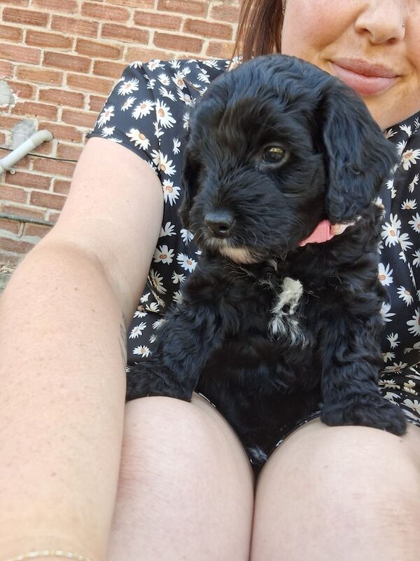 Cockapoo puppies for sale in Weston-super-Mare, Somerset – 7 weeks old - Image 2 of 3
