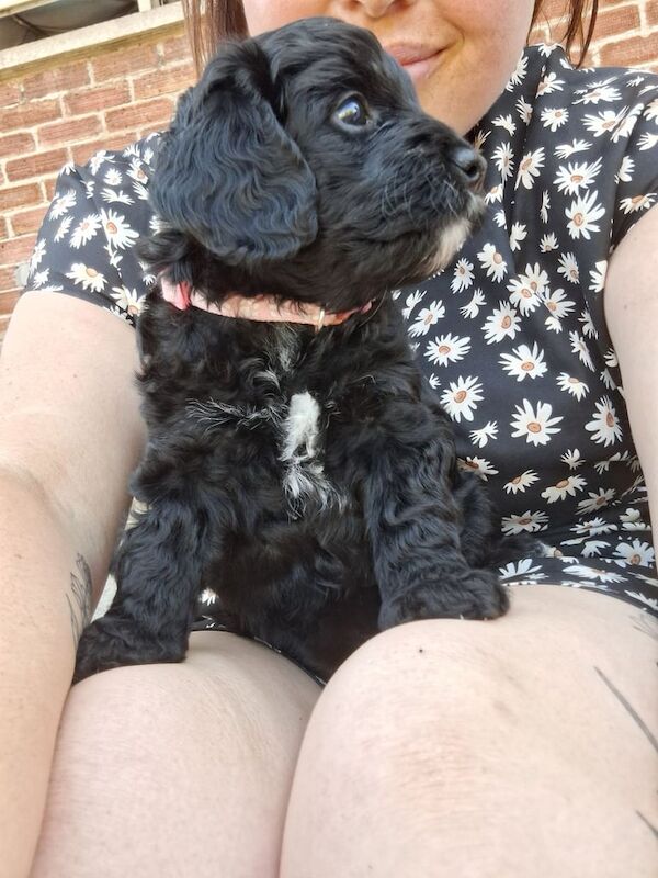 Cockapoo puppies for sale in Weston-super-Mare, Somerset – 7 weeks old - Image 3 of 3