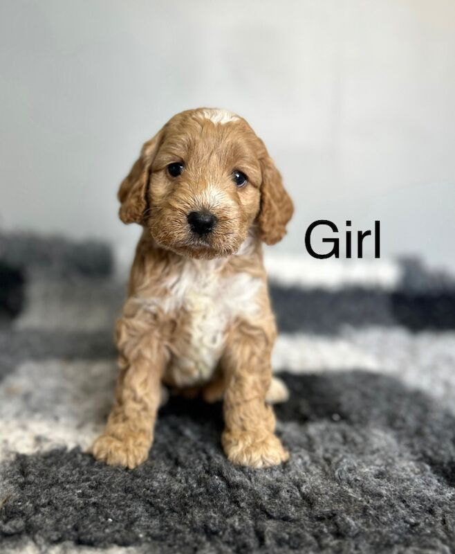 Cockapoo puppies for sale in Wisbech, Cambridgeshire – 5 weeks old