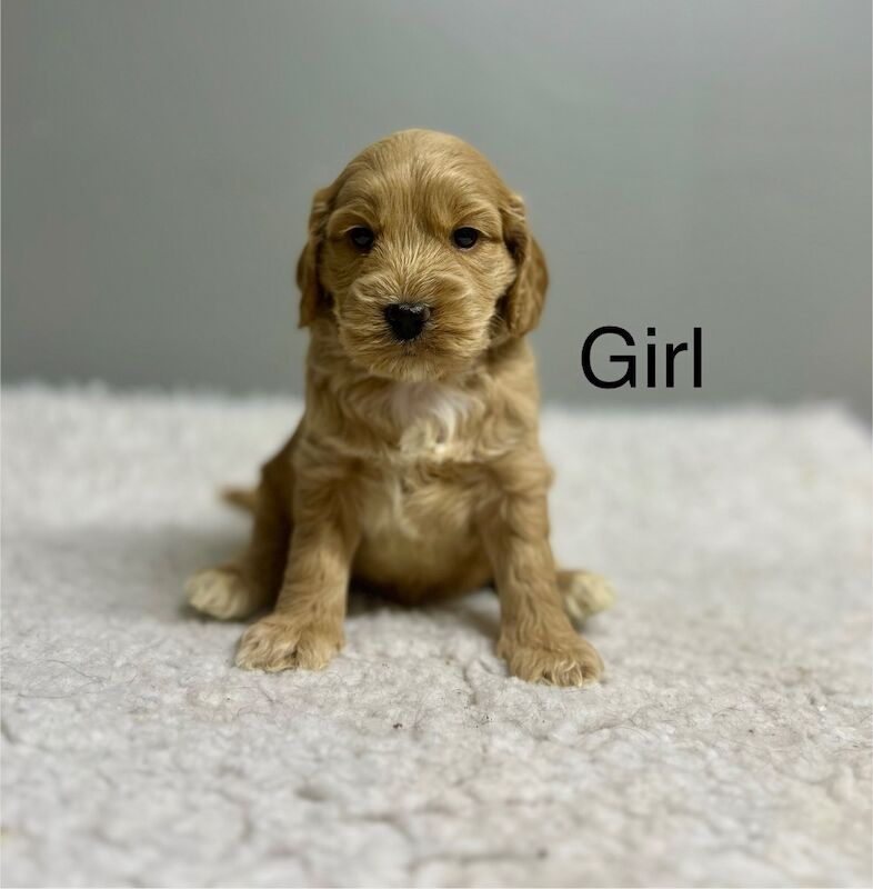 Cockapoo puppies for sale in Wisbech, Cambridgeshire – 6 weeks old - Image 2 of 9