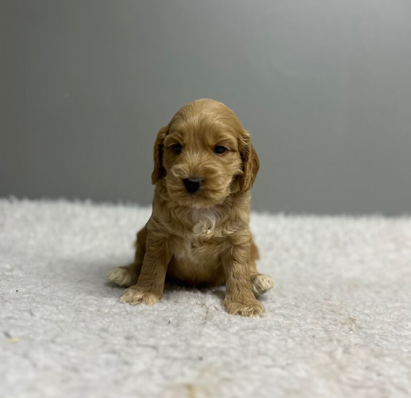 Cockapoo puppies for sale in Wisbech, Cambridgeshire – 6 weeks old - Image 3 of 9