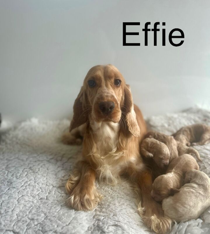 Cockapoo puppies for sale in Wisbech, Cambridgeshire – 6 weeks old - Image 4 of 9