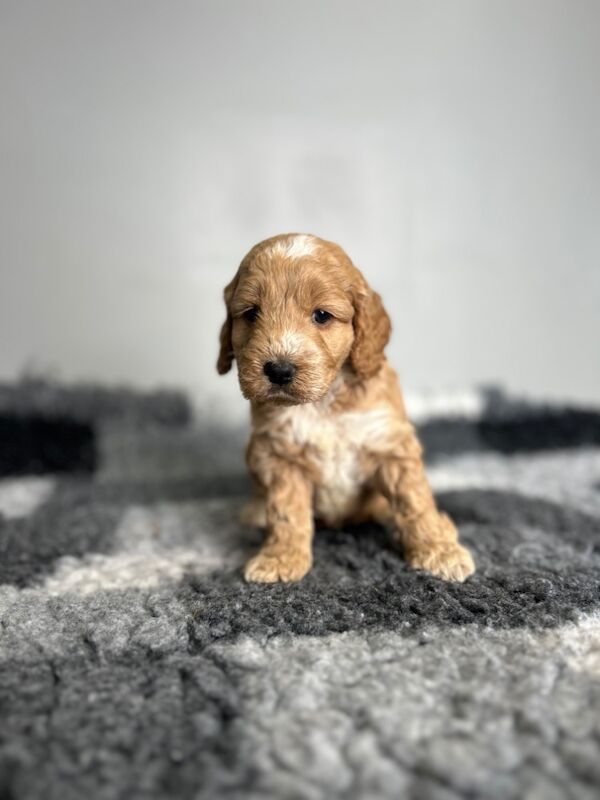 Cockapoo puppies for sale in Wisbech, Cambridgeshire – 6 weeks old - Image 5 of 9
