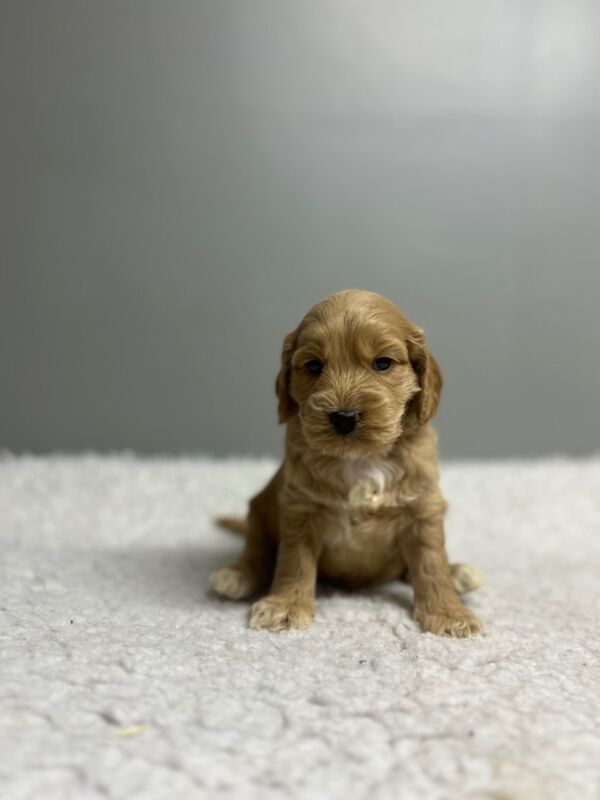 Cockapoo puppies for sale in Wisbech, Cambridgeshire – 6 weeks old - Image 6 of 9