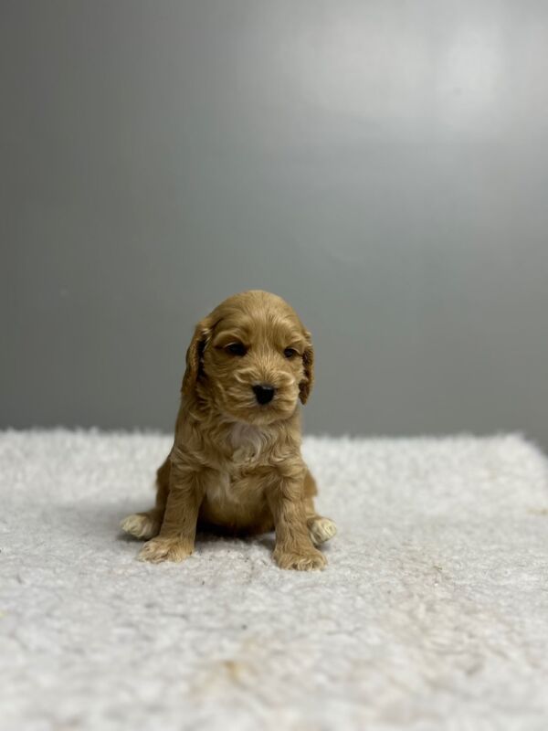 Cockapoo puppies for sale in Wisbech, Cambridgeshire – 6 weeks old - Image 7 of 9